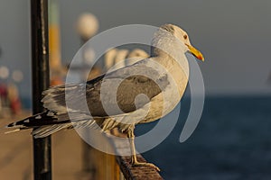 Portrait of a gull or seagull standing on a seaside railing