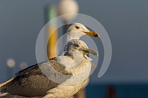 Portrait of a gull or seagull standing on a seaside railing