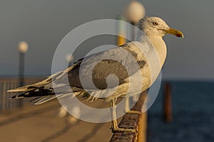 Portrait of a gull or seagull standing on a seaside railing