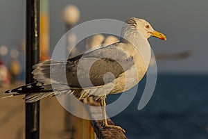 Portrait of a gull or seagull standing on a seaside railing