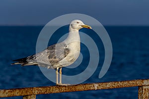 Portrait of a gull or seagull standing on a seaside railing