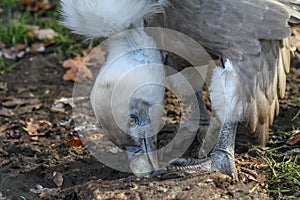 Portrait of a guzzling griffon vulture (gyps fulvus)