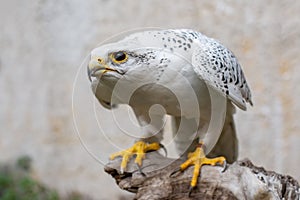 Portrait of a Gyr Falcon, Falco rusticolus, sitting on a stick