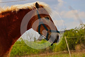 Portrait of Hafling Horse in Czech Republic