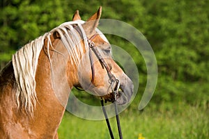 Portrait of a haflinger horse