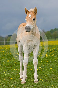 Portrait of haflinger pony foal