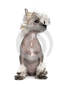 Portrait of hairless Chinese Crested Dog, 3 months old