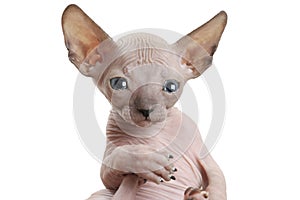 Portrait of hairless Don Sphinx kitty