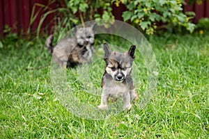 Portrait of hairless puppy breed chinese crested dog standing in the green grass on summer day.