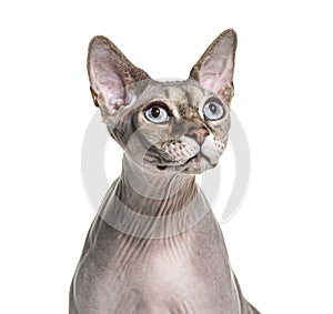 Portrait of a Hairless Sphynx cat, isolated