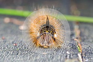 Portrait of a hairy caterpillar