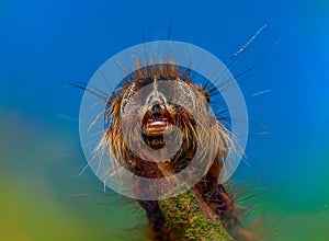 Portrait of hairy caterpillar in a blue sky background