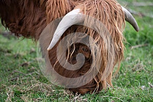 Portrait of a hairy Scottish Highland Cattle foraging in a green meadow outdoors. You can see the brown head from the side, one