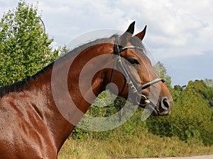 A portrait of half-arabian stallion