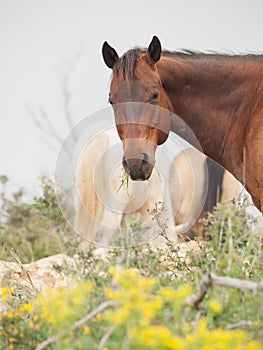 Portrait of half-wild horse. liberty, Israel