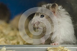 Portrait of a hamster close-up