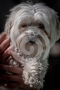 Portrait of handholding maltese dog. Woman holding cute maltese dog