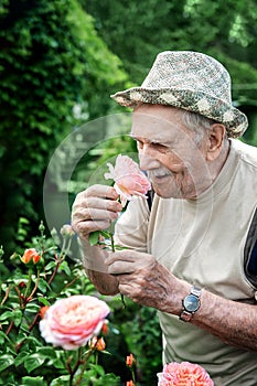 Portrait of a handsome elderly man of 87 years old, growing roses in his garden. Gardening and floriculture. elderly