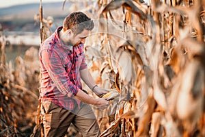 Portrait of handsome farmer harvesting the corn