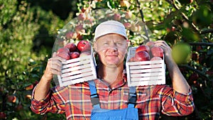 portrait of handsome male farmer holding wooden boxes with red ripe organic apples, smiling. picking apples on the farm