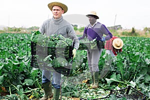 Portrait of handsome man farmer holding crate with broccoli