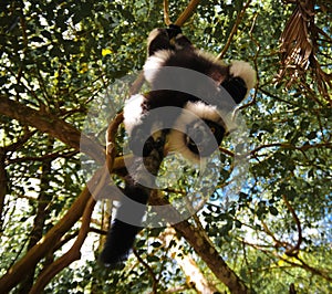 Portrait of hanging black-and-white ruffed lemur Atsinanana region, Madagascar photo