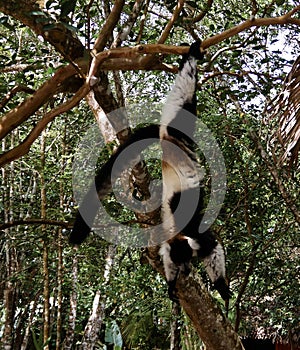 Portrait of hanging black-and-white ruffed lemur , Atsinanana region, Madagascar photo