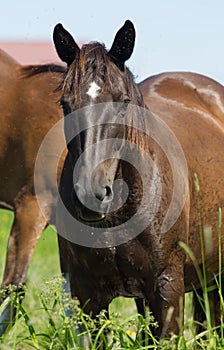 Portrait of a Hanoverian horse on a green meadow, pasture