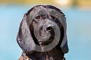 Portrait of a hanoverian hound at a lake