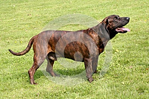 The portrait of Hanoverian Scenthound dog