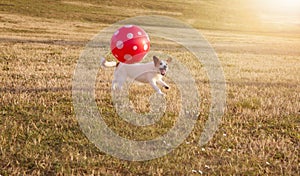 PORTRAIT HAPPY AND ACTIVE JACK RUSSELL DOG PLAYING FUTBOL WITH A RED BIG BALL ON DEFOCUSED GRASS PARK