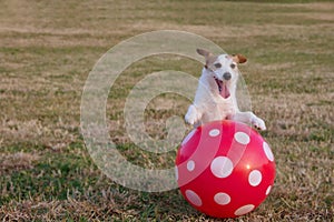 PORTRAIT HAPPY AND ACTIVE JACK RUSSELL DOG PLAYING WITH A RED BIG BALL ON DEFOCUSED GREEN GRASS PARK