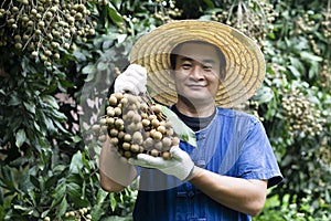 Portrait of happy Asian man farmer is at orchard, holds longan fruit.