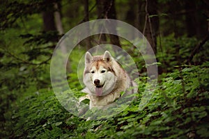 Portrait of happy and beautiful dog breed siberian husky lying in the green forest