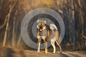 Portrait of happy and beautiful japanese dog breed shikoku standing in the forest in autumn