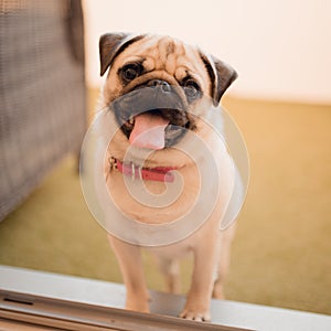 Portrait of happy beautiful puppy pug dog outdoor