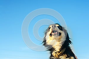 Portrait of a happy black dog on a blue sky background. domestic pet, animal. place for text. copyspace