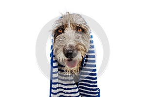 Portrait happy black dog wrapped with s blue striped towel ready for bathing, bath or take a shower. Isolated on white background