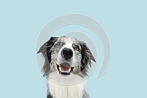 Portrait happy border collie dog looking at camera. Isolated on blue pastel background