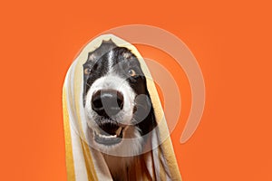 Portrait happy border collie smiling covering with a yellow towel. Isolated on orange backgorund