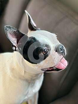Portrait of a happy Boston Terrier looking up with her mouth open slightly. She is inside on a sofa