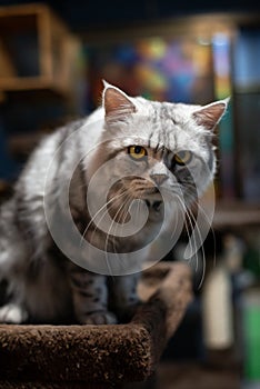 Portrait happy cat Scottish. Funny large longhair gray kitten with beautiful big eyes sit on table