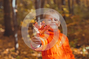 Portrait of happy child boy in orange jacket in autumn park gives maple leaves. Fall season and children concept.