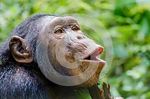 Portrait of happy chimp hooting with green background