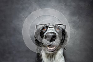 Portrait happy and clever puppy dog wearing glasses. Isolated on grey background. Back to school concept