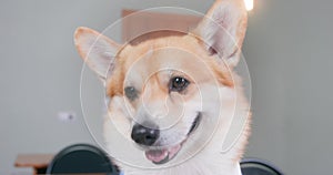 Portrait of happy corgi dog smiles joyfully, looks up Optimist positive thinking