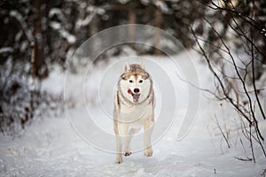 Portrait of happy and crazy dog breed siberian husky with tonque hanging out running on the snow in the winter forest