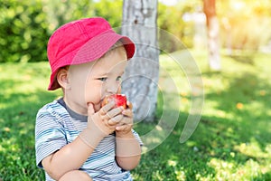 Portrait of happy Cute adorable toddler boy sitting on green grass and eating ripe juicy organic apple in fruit garden under trees