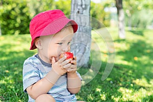 Portrait of happy Cute adorable toddler boy sitting on green grass and eating ripe juicy organic apple in fruit garden under trees