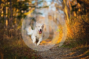 Portrait of happy dog breed golden retriever running in the bright forest in autumn